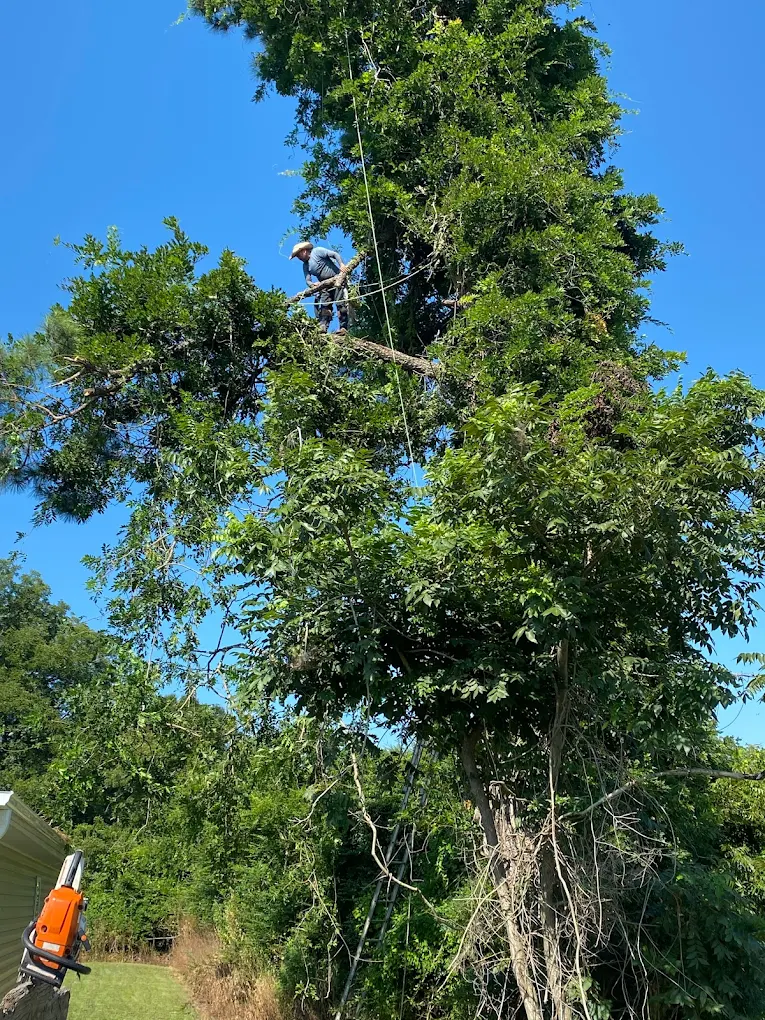 Tree removal Wilmington NC — professional climber working on large coastal pine