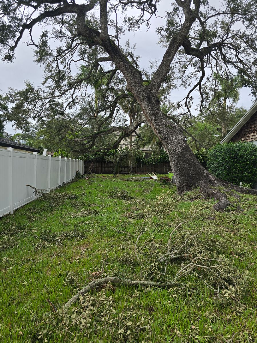 How to Tell If a Tree Is Dead or Dying (Wilmington NC Homeowner Guide)