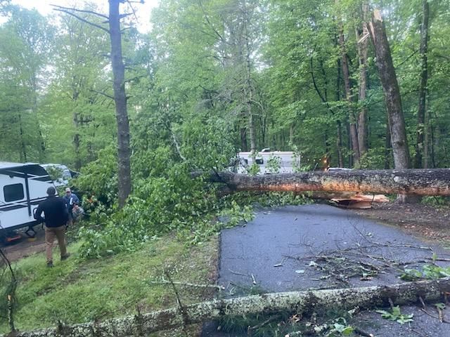 Fallen dead tree across road after storm in Wilmington NC