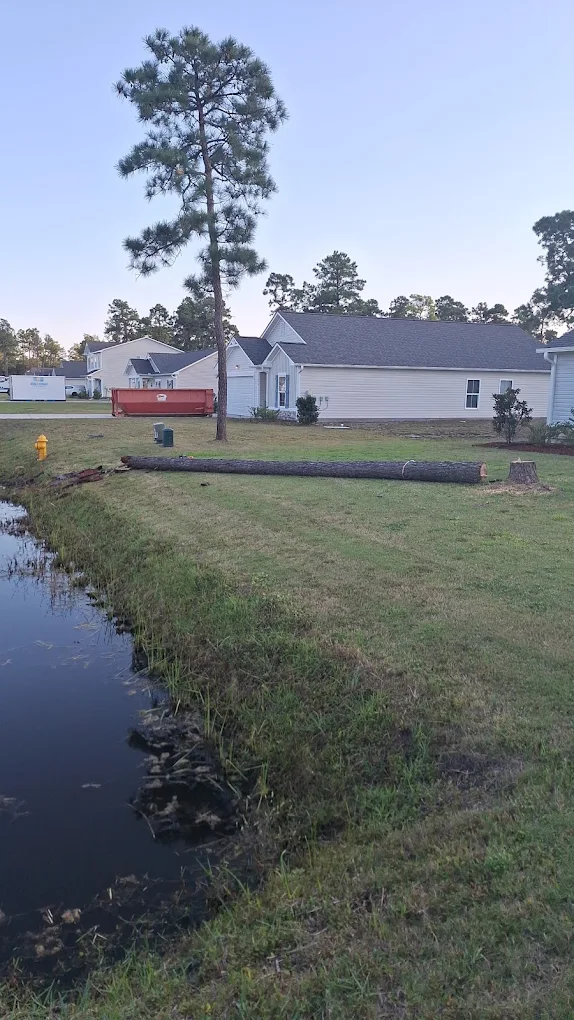 Tree near fence removal in Wilmington NC — pine tree on fence line