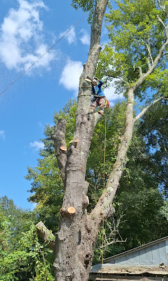 Tree climber at work in Wilmington NC