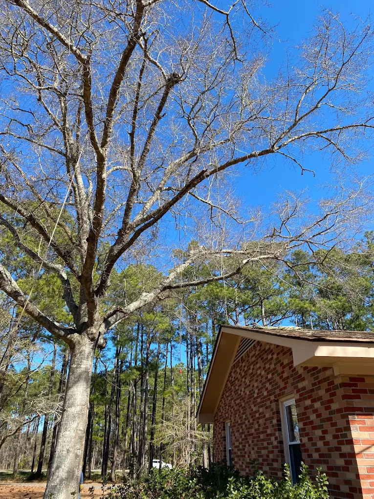 Tree removal in Masonboro NC — mature pine near residential structure