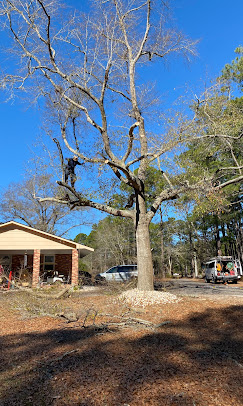 Professional tree service crew working in Wilmington NC