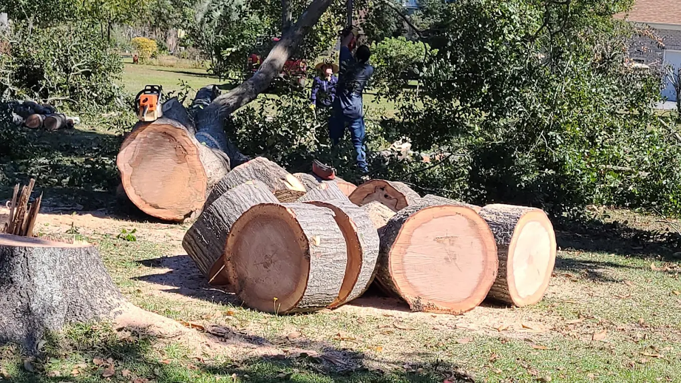 The Cape Fear Floodplain Factor — What It Does to Trees in Castle Hayne