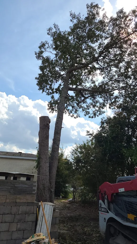 Tall loblolly pine near structure — hurricane risk in Wilmington NC