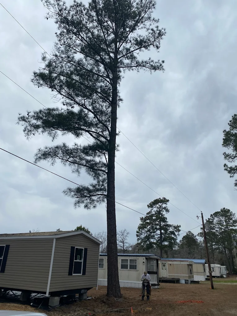 Is My Pine Tree Dangerous? Warning Signs for Wilmington Homeowners