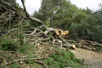 Pine tree removal in Ogden NC New Hanover County