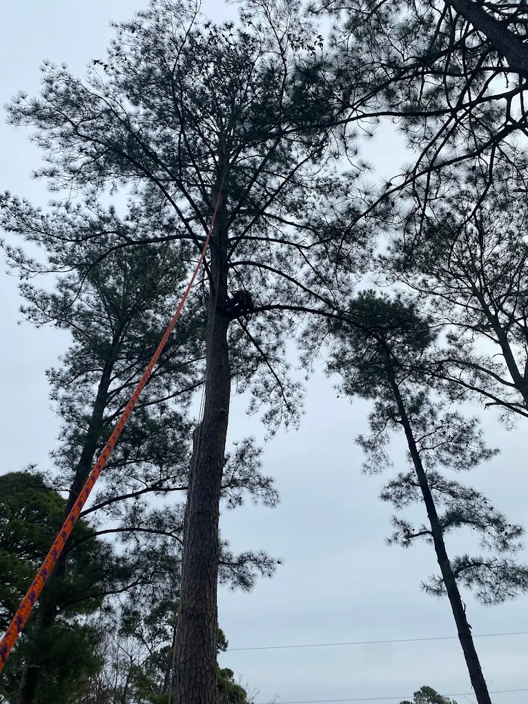 Why Trees Near Power Lines Cost So Much More to Remove