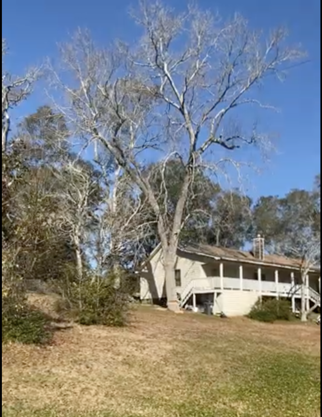 Pine tree too close to house in Wilmington NC