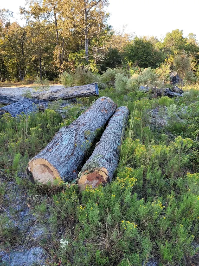 Tree logs after removal in Leland NC Brunswick County