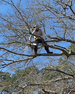 Tree removal permit Wilmington NC — do you need a permit to cut down a tree