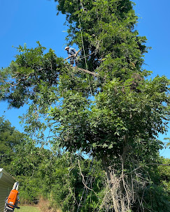 Best Time to Trim Trees in North Carolina