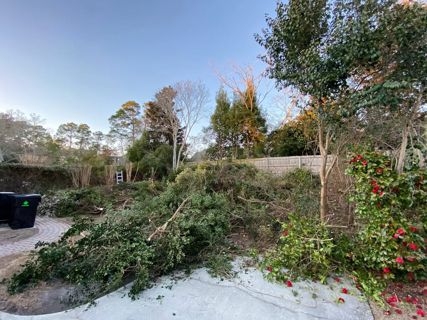 Crape myrtle (crepe myrtle) trimming Wilmington NC — properly pruned crape myrtles in bloom